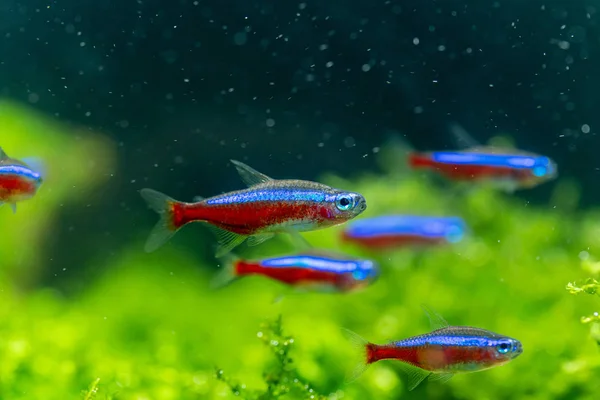 Kardinaltetra Paracheirodon Axelrodi Der Beliebteste Zierfisch Für Wasserpflanzen Aquarium Nahaufnahme — Stockfoto