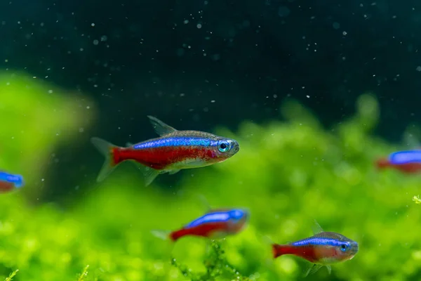 Cardinal Tetra Paracheirodon Axelrodi Most Popular Ornamental Fish Aquatic Plants — Stock Photo, Image