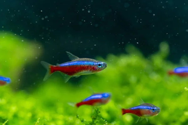 Cardinal Tetra Paracheirodon Axelrodi Los Peces Ornamentales Más Populares Para — Foto de Stock