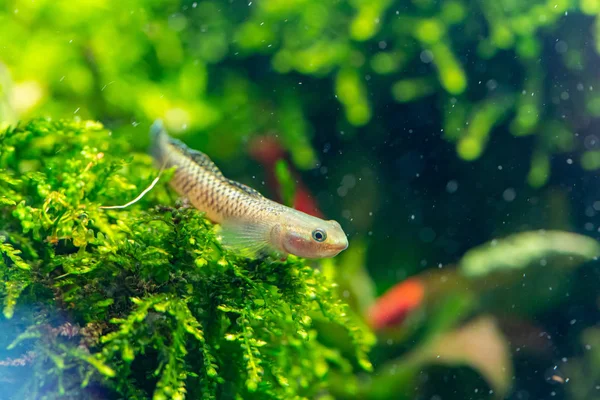 Close Cobalt Stiphodon Goby Stiphodon Semoni Laying Moss Field — Stock Photo, Image