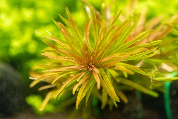 Close Ludwigia Inclinta Verticillata Cuba Most Beautiful Plants Aquarium — Stock Photo, Image