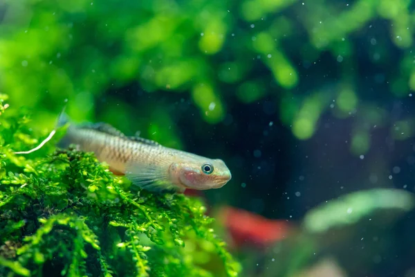 Primer Plano Cobalto Stiphodon Goby Stiphodon Semoni Acostado Campo Moss —  Fotos de Stock