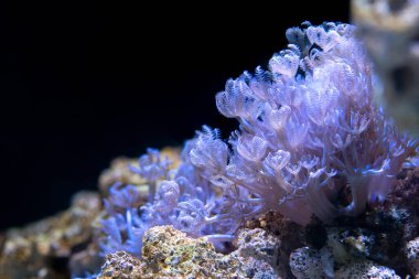 Yumuşak Mercan Pompalama Xenia (Xenia sp.) Pom Pom Xenia olarak da bilinir.