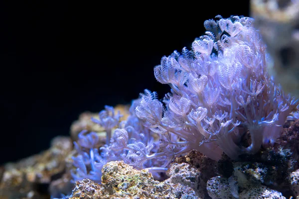 Close Soft Coral Pumping Xenia Xenia Also Called Pom Pom — Stock Photo, Image