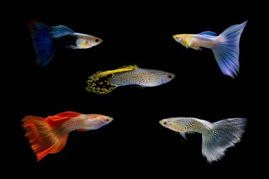 Various type of Guppies (Poecilia reticulata) on black isolated background clipart