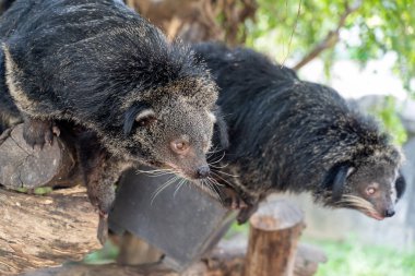Binturong (Arctictis binturong), ayı olarak da bilinir.