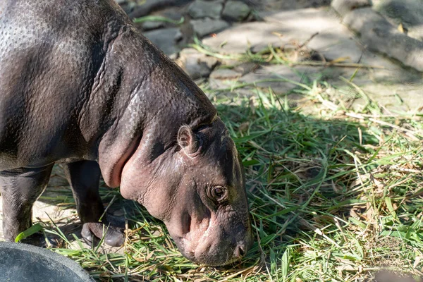 Hipopótamo Pigmeo Choeropsis Liberiensis Comiendo Hierba Verduras —  Fotos de Stock