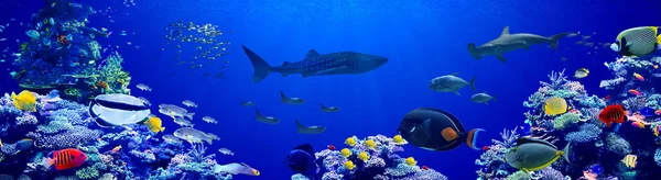 Panorama Fundo Belo Recife Coral Com Peixes Tropicais Marinhos Pacífico — Fotografia de Stock