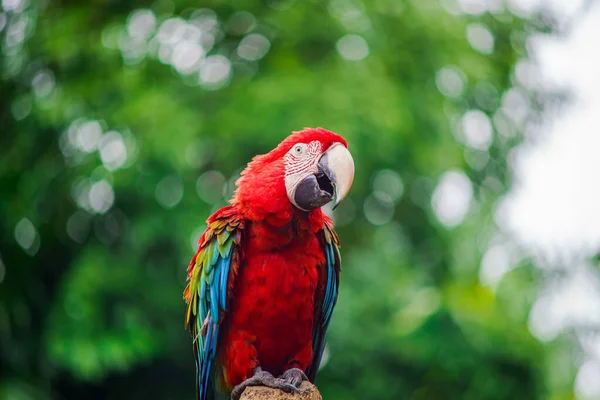 Kırmızı Papağan Ara Macao Ağacın Dalına Tırmanıyor — Stok fotoğraf