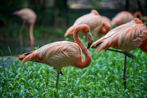 Американский Фламинго Phoenicopterus Ruber Известный Карибский Фламинго — стоковое фото