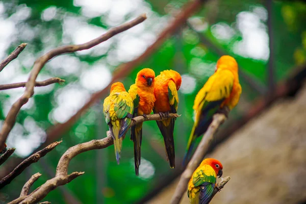 Sluneční Papoušek Aratinga Solstitialis Lezení Větev Stromu — Stock fotografie