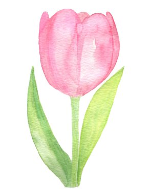 Beyaz arka planda pembe lale