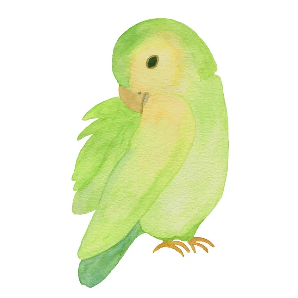 Зелений папуга ізольований об'єкт — стокове фото
