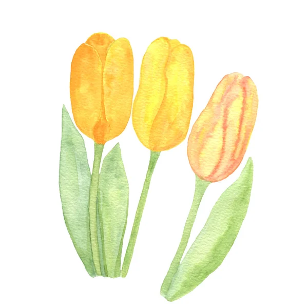 Tulipanes anaranjados sobre fondo blanco — Foto de Stock