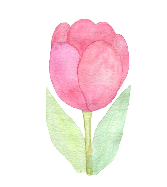 Pink tulip on the white background — Stock Photo, Image