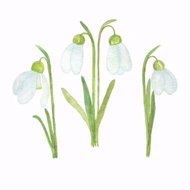 Kardelen çiçekleri seti