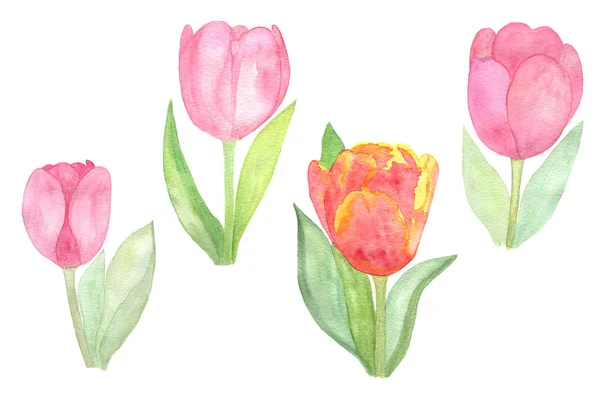 Set van tulpen bloemen op de witte achtergrond — Stockfoto