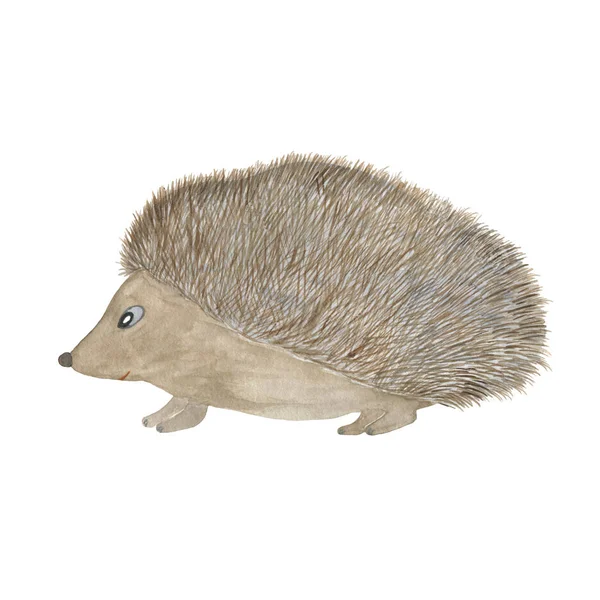 Igel — Stockfoto