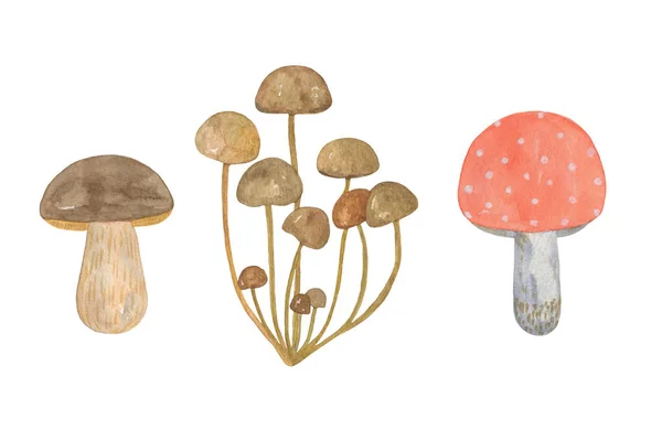 Mushrooms set — Stock Photo, Image