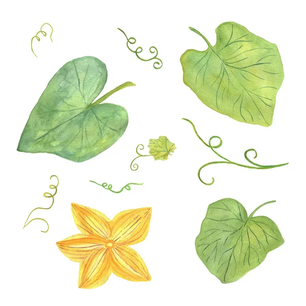 Original dibujado a mano acuarela calabaza hojas y flor para hal — Foto de Stock