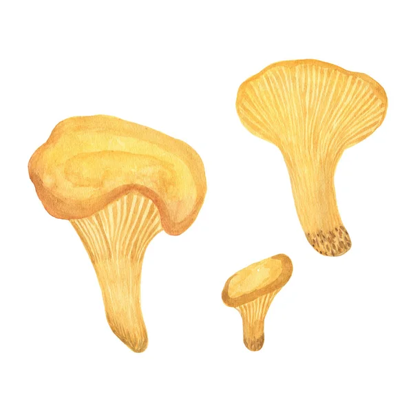 Hand drawn watercolor chanterelle mushrooms, autumn forest illus — Stock Photo, Image