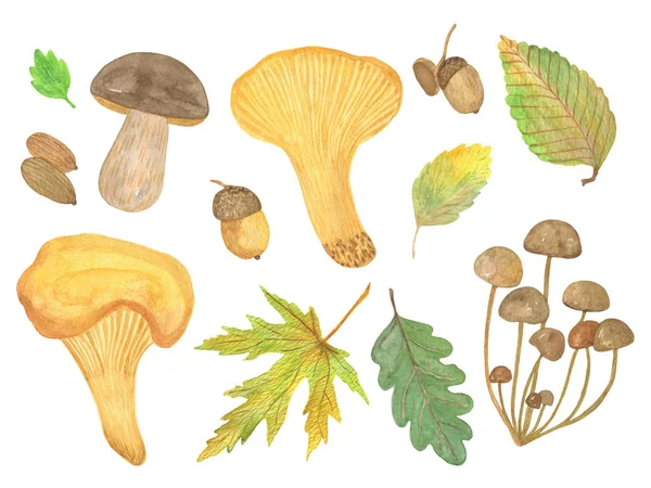 Hand drawn watercolor mushrooms, autumn forest illustration, sea — Stock Photo, Image