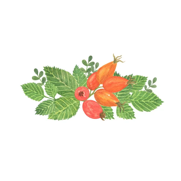 Yeşil yaprakları ile kırmızı Kuşburnu çilek suluboya çiçek bileşimi, farklı tasarım yapmak için düzenleme — Stok fotoğraf