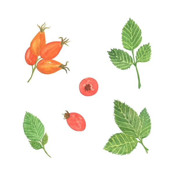Yeşil yaprakları ile kırmızı Kuşburnu çilek suluboya seti, farklı tasarım yapma için izole elemanları — Stok fotoğraf