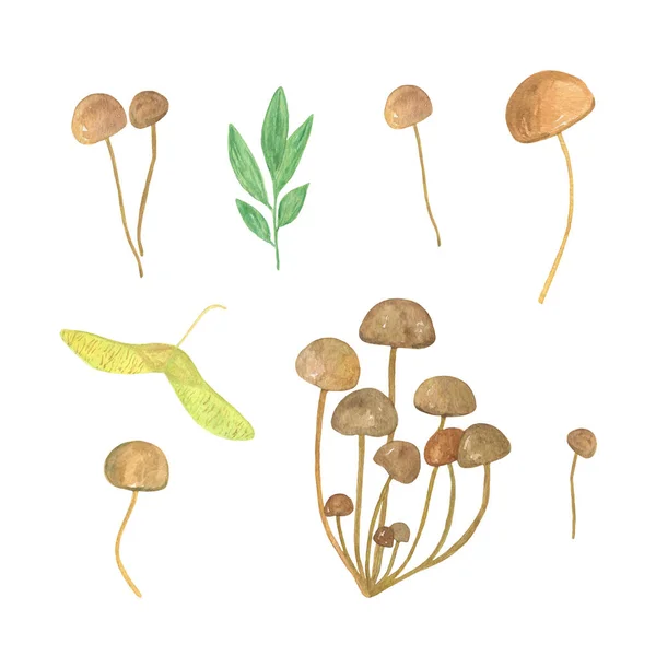 Hand drawn simple set of watercolor autumn forest illustration, mushrooms on the white background, seasonal watercolor illustration — Stock Photo, Image