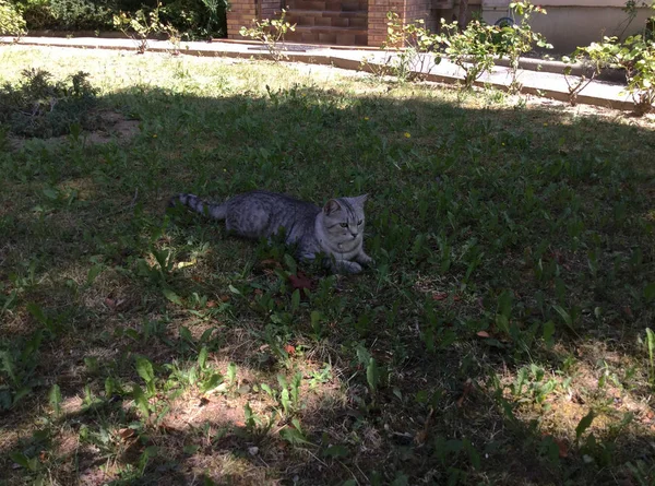 Un gatto domestico grigio gode di soleggiata giornata estiva fuori casa sdraiato nell'erba verde — Foto Stock