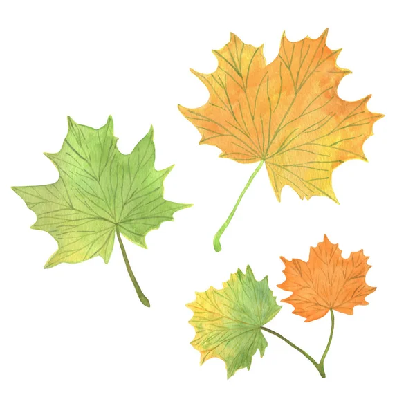 Akwarelowe liście klonu, ręcznie rysowane w kolorach zielonym, żółtawo-pomarańczowym — Zdjęcie stockowe
