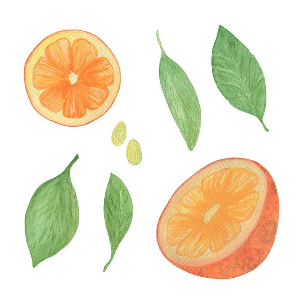 オレンジ、スライス、葉のセット、tの水彩イラスト — ストック写真