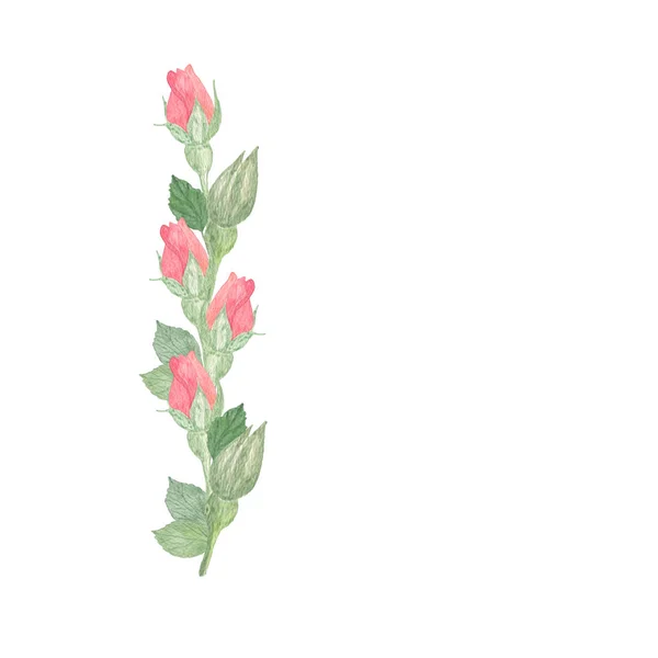 Delicados brotes de rosa rosa, ilustración floral —  Fotos de Stock