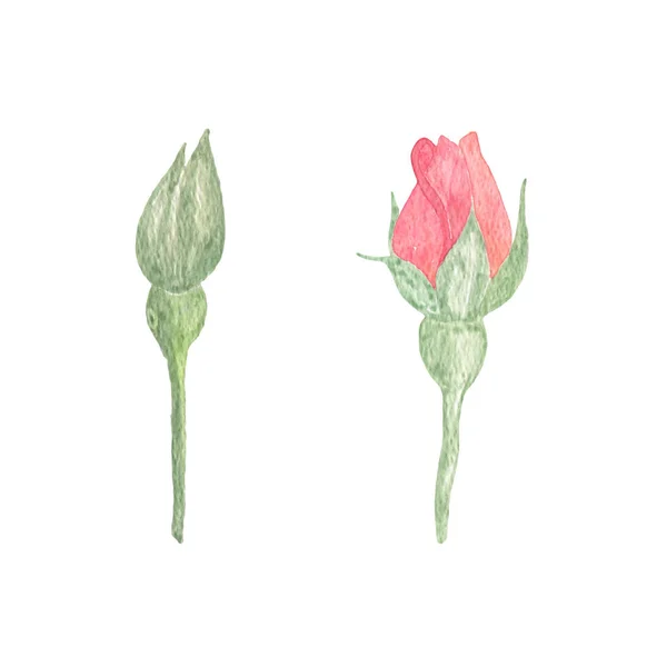 Delicados brotes de rosa rosa, ilustración floral — Foto de Stock