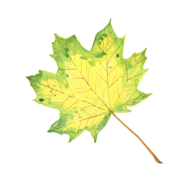 Zielony i żółty akwarela klon liść, symbol jesieni, sezonowa ilustracja — Zdjęcie stockowe