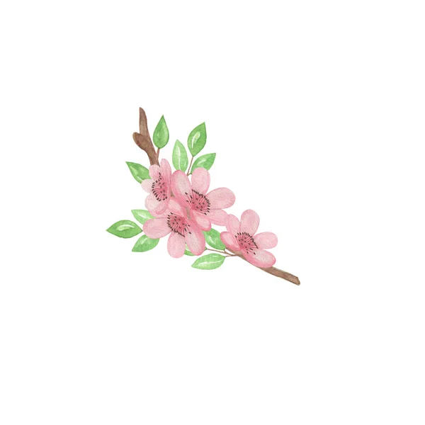 Світло-рожеві квіти вишні, проста намальована рука ілюстрація — стокове фото