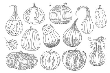 Balkabakları basit el çizimi vektör illüstrasyonu, mevsimsel sonbahar için karalama sebzesi, sonbahar bayramı kutlama tasarımı, sağlıklı vejetaryen diyet malzemesi, Şükran Günü, Cadılar Bayramı klip malzemesi