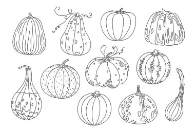 Balkabakları basit el çizimi vektör illüstrasyonu, mevsimsel sonbahar için karalama sebzesi, sonbahar bayramı kutlama tasarımı, sağlıklı vejetaryen diyet malzemesi, Şükran Günü, Cadılar Bayramı klip malzemesi