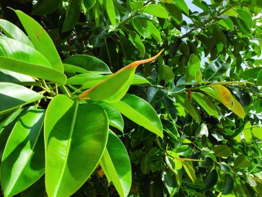 Yeşil güney egzotik ağaç