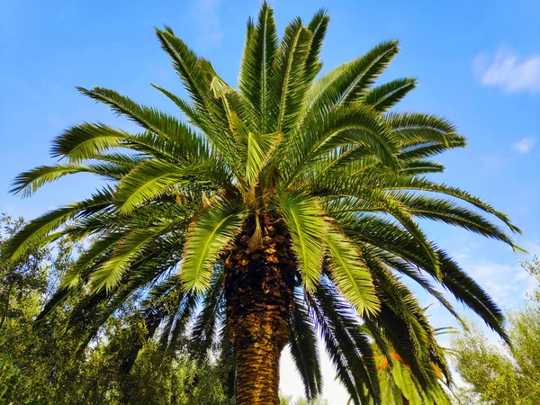 Eenzame Tall Afrikaanse Palm — Stockfoto
