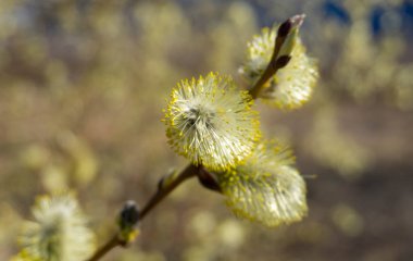 Kış karla karışık sonra doğanın bahar uyanış