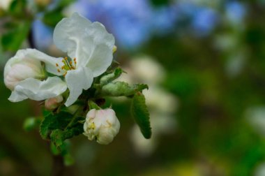 İlkbaharda açan ağaçlar