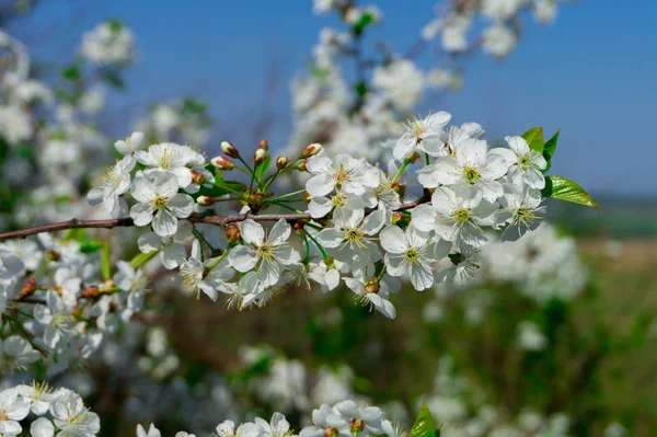Árboles Flor Primavera — Foto de Stock