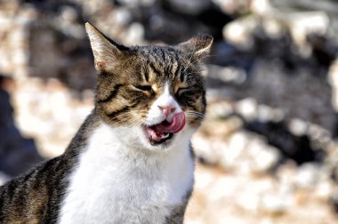 yeni uyanmış kedi güneşlenme