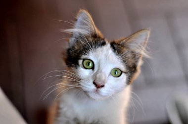 yeşil gözlü küçük ve sevimli kedi yavrusu