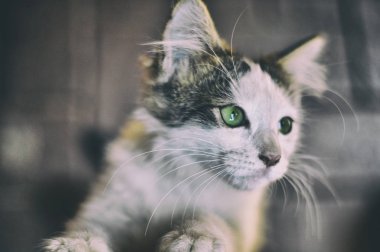 yeşil gözlü küçük ve sevimli kedi yavrusu