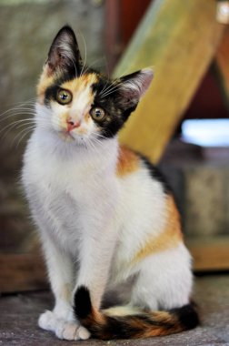 yeşil gözlü küçük ve sevimli kedi yavrusu