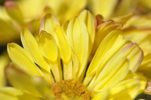 makro çekim sarı çiçek