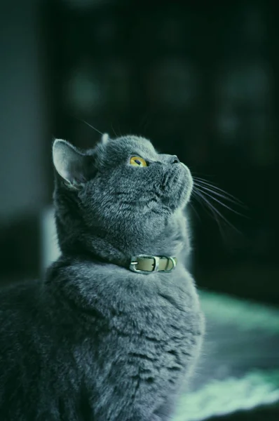 Pequeno Britânico Shorthair Gatinho Olhando Para Cima — Fotografia de Stock