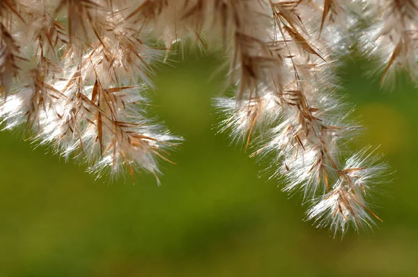 Braune Und Weiße Feine Äste — Stockfoto